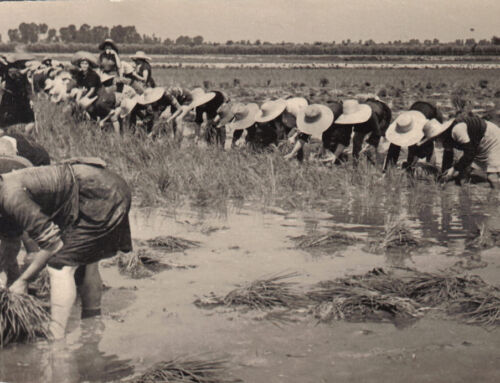Il 1° maggio ricordando i sacrifici delle mondine nelle risaie